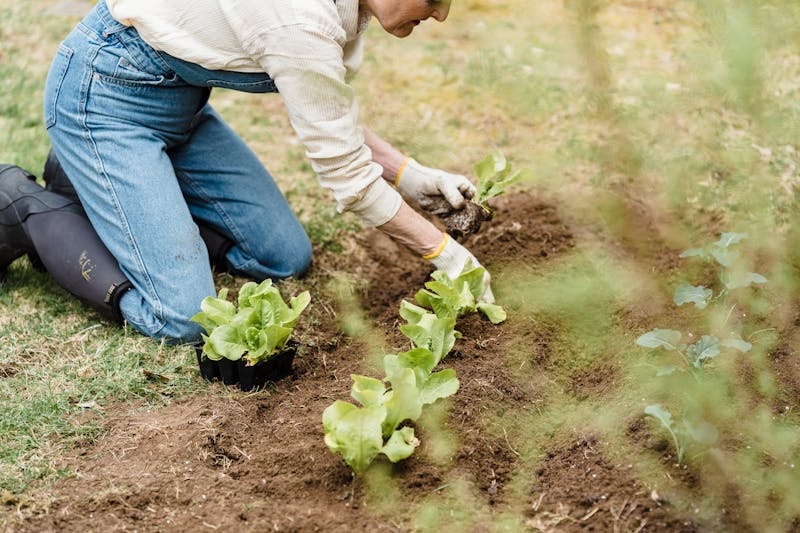 Gardening Safety: 3 Potential Hazards to be Careful Of